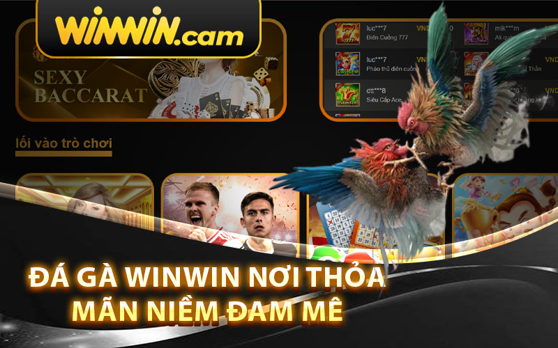 Đá gà Winwin - Nơi thỏa mãn niềm đam mê