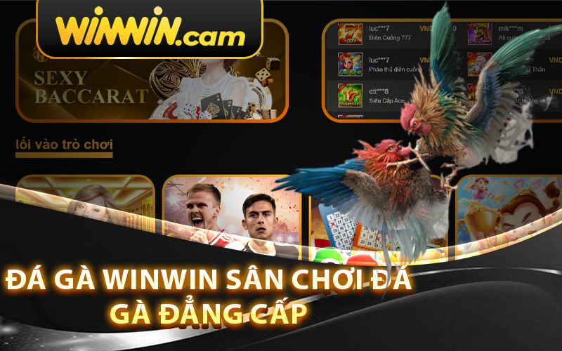 Đá gà Winwin - Sân chơi đá gà đẳng cấp